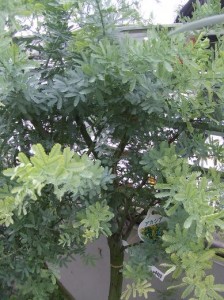 ueki