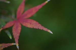 c0090139_18585739